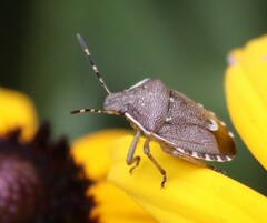 Holcostethus sphacelatus