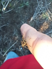 Centrocoris variegatus