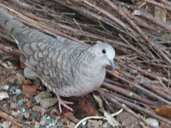 Columbina inca