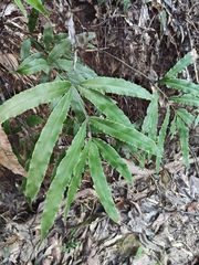 Pteris cretica