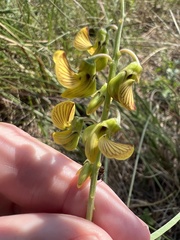 Crotalaria lanceolata