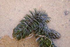 Ceratophyllum