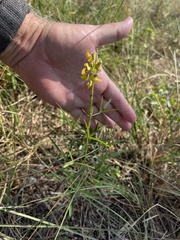 Crotalaria lanceolata