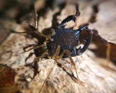 Acanthoprocta pustulata