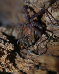 Neogonyleptes docilis