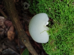 Oudemansiella australis