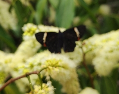 Riodina lycisca