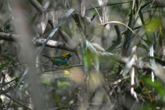 Tangara cyanoventris