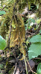 Phlegmariurus varius