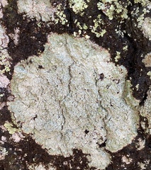 Punctelia missouriensis