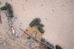 Ceratophyllum
