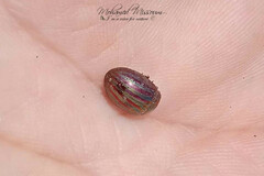 Chrysolina americana