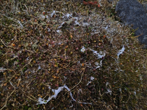 Glossostigma elatinoides iNat (3)