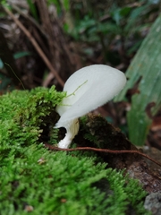 Oudemansiella australis