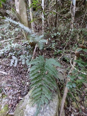 Pteris terminalis