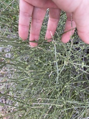 Ephedra aspera