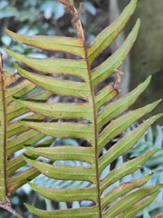 Pteris terminalis
