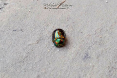 Chrysolina americana