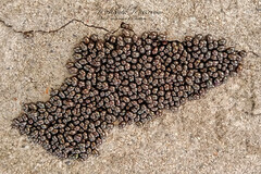 Chrysolina americana