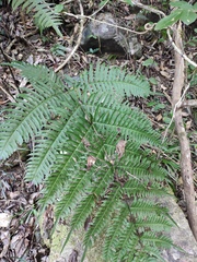 Pteris terminalis