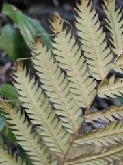 Woodwardia japonica