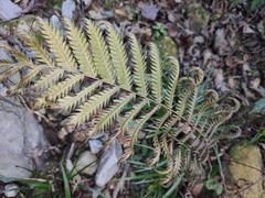 Woodwardia japonica