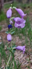 Penstemon grandiflorus