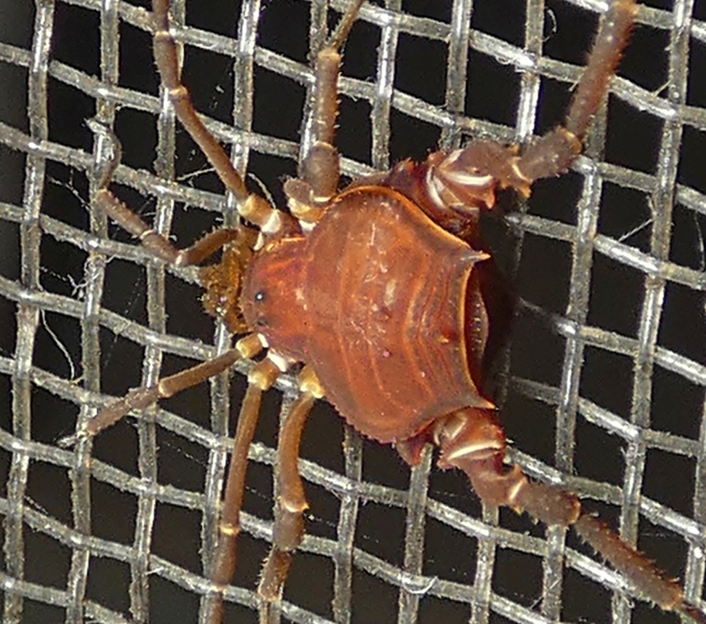 daddy longlegs