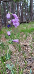 Penstemon grandiflorus