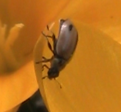 Aphidecta obliterata