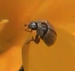 Aphidecta obliterata
