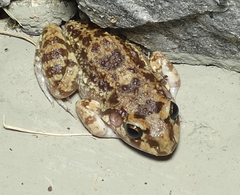 Leptodactylus troglodytes