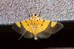 Endocrossis flavibasalis