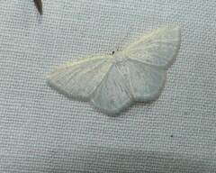 Protitame virginalis