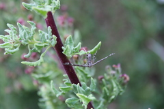 Singularia alternaria