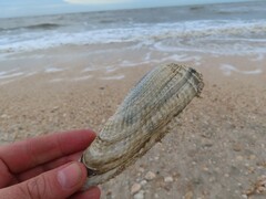 Cyrtopleura costata