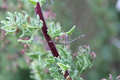 Singularia alternaria