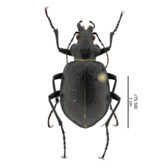 Calosoma inquisitor