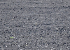 Charadrius morinellus