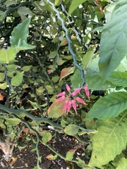 Euphorbia tithymaloides