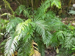 Blechnum novae-zelandiae