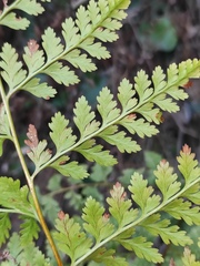 Davallia divaricata
