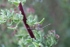 Singularia alternaria