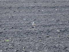 Charadrius morinellus