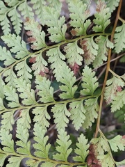 Davallia divaricata