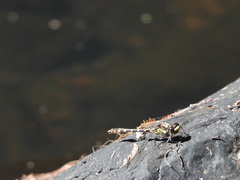 Neogomphus molestus