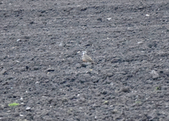 Charadrius morinellus