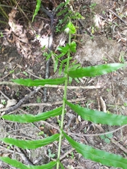 Blechnum novae-zelandiae