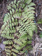 Davallia divaricata