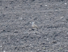 Charadrius morinellus